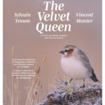 The Velvet Queen
